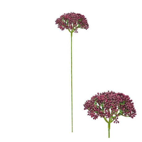 Røllikeblomst mørkelilla 55 cm