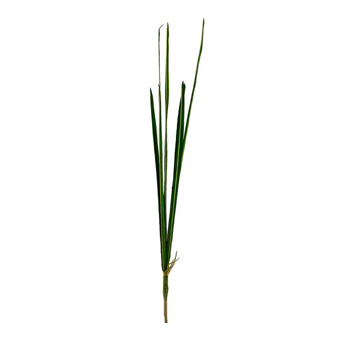 Ophiopogon (slangeskæg)