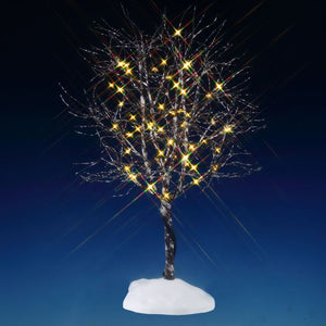 Butternut Tree Clear Light