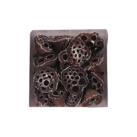 Lotusskaller med lidt hvidt sne