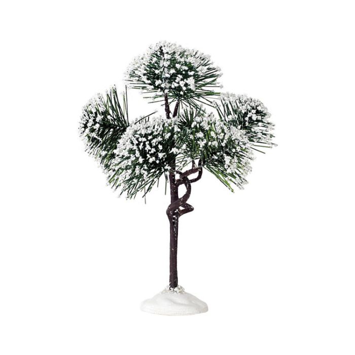 Mountain Pine Medium