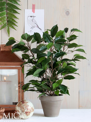 Ficus Natasja plante kunstig stående sammen med lanterne