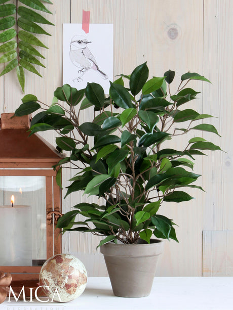 Ficus Natasja plante kunstig stående sammen med lanterne