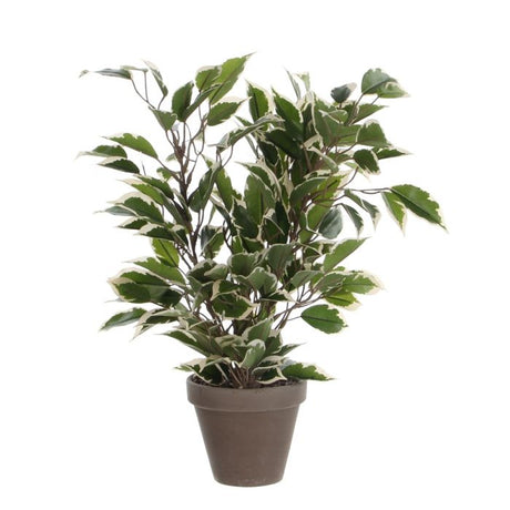 Ficus Natasja stuebirk 40 cm høj