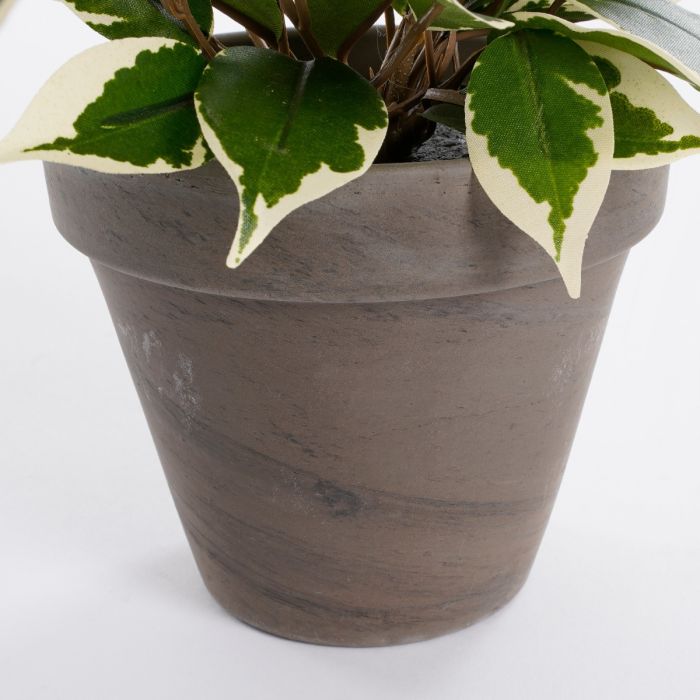 Ficus Natasja stuebirk 40 cm høj