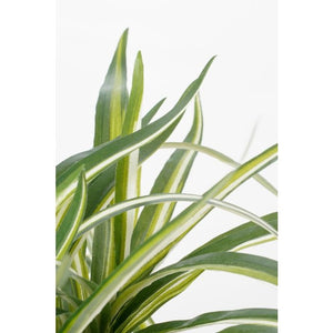 Dracaena plante 34 cm høj