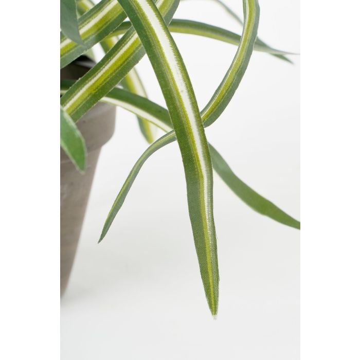 Dracaena plante 34 cm høj