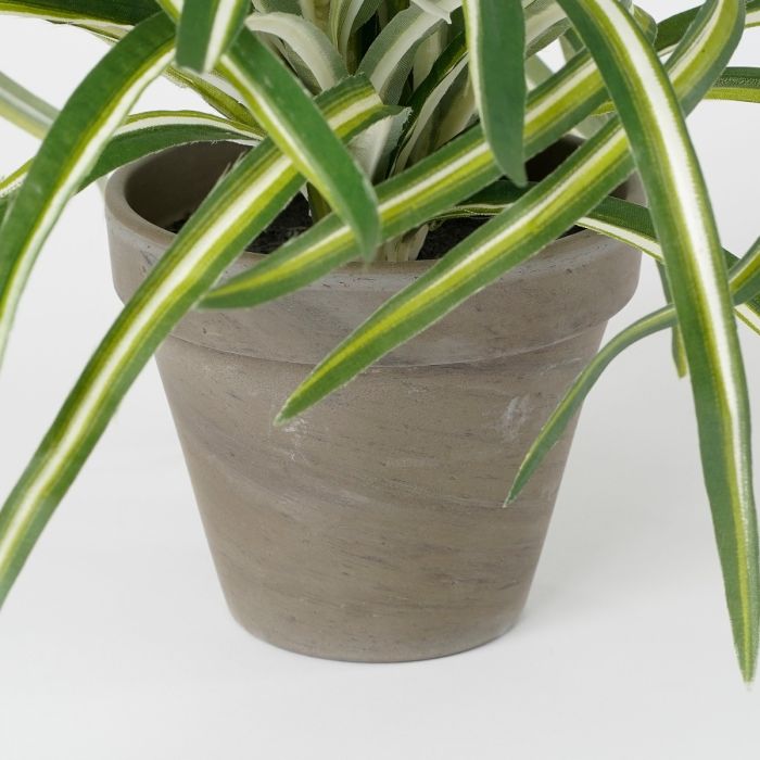 Dracaena plante 34 cm høj
