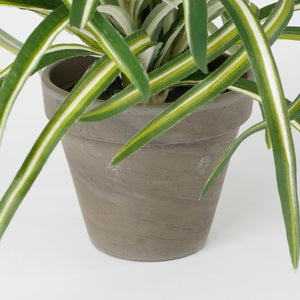 Dracaena plante 34 cm høj