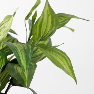 Hosta plante 65 cm høj