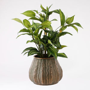 Hosta plante 65 cm høj
