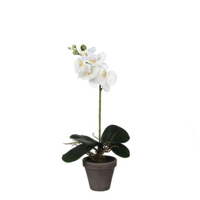 Phalaenopsis orkidé hvid 48 cm høj