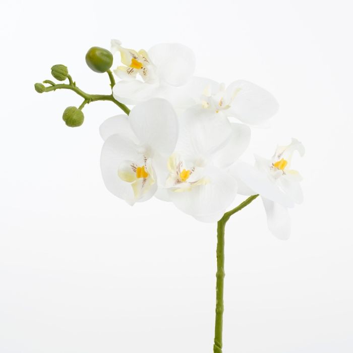 Phalaenopsis orkidé hvid 48 cm høj