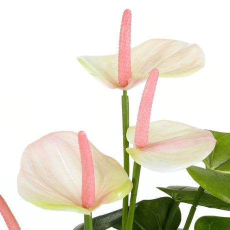 Anthurium flamingoblomst lyserød 40 cm høj