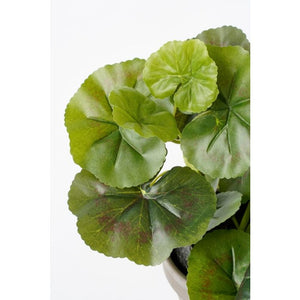 Pelargonie lilla 34 cm høj