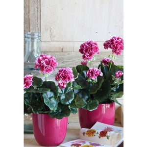 Pelargonie lilla 34 cm høj