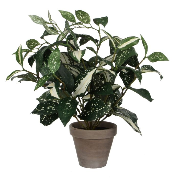 Cordyline plante 35 cm høj