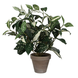 Cordyline plante 35 cm høj