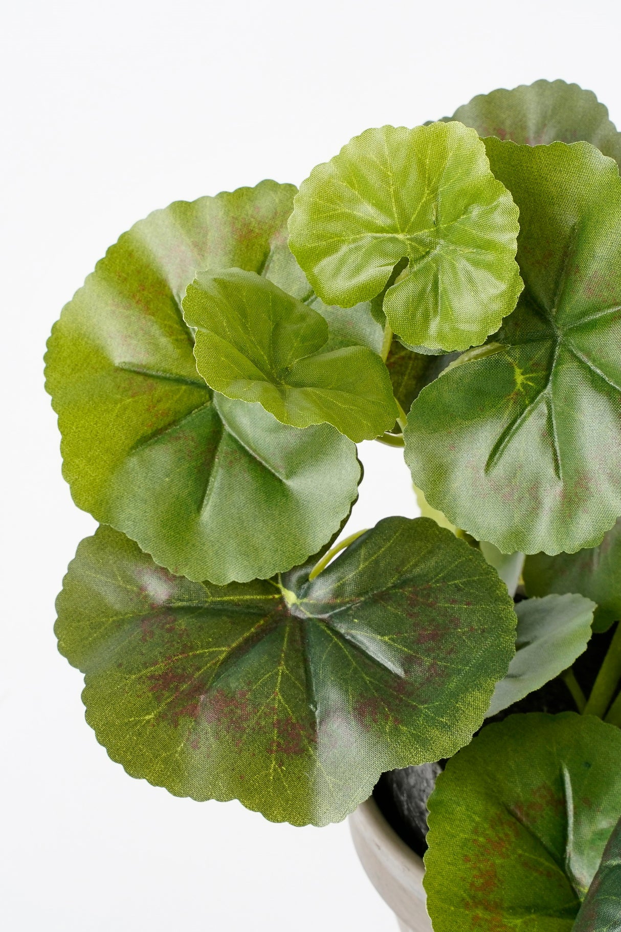 Kunstige grønne blade på pelargonie blomst