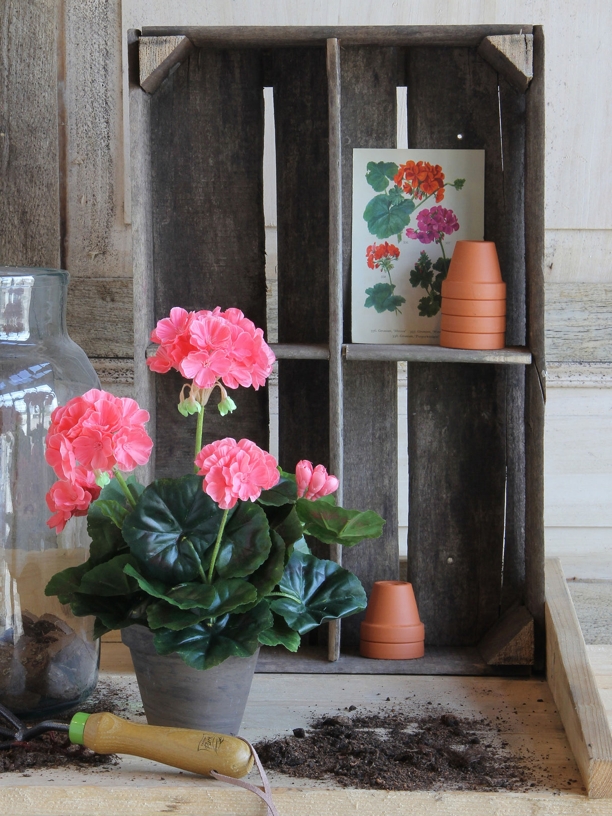 Laksefarvet pelargonie i grå lerpotte på bord med havejord