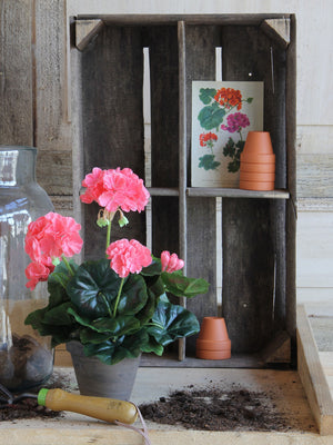 Laksefarvet pelargonie i grå lerpotte på bord med havejord