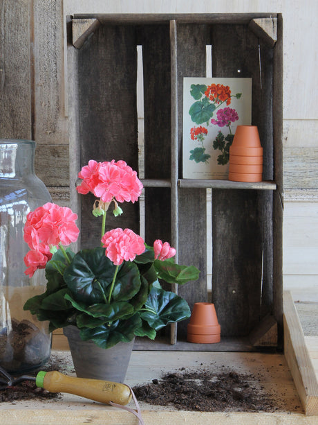 Laksefarvet pelargonie i grå lerpotte på bord med havejord