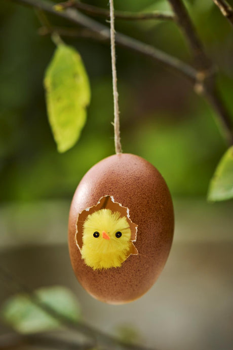 Chenillekylling i æggeskal