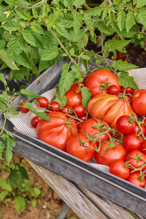 Afalng bakke fra Ib Laursens Urban Garden serie med tomater i