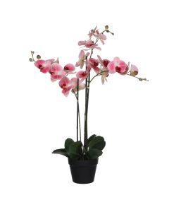Phalaenopsis orkidé rosa