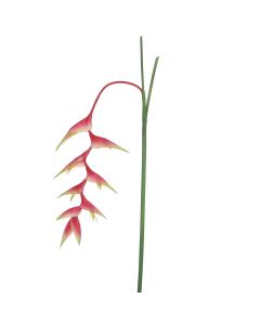Heliconia pink