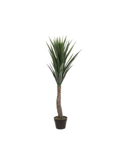 Yucca Palme 120 cm høj