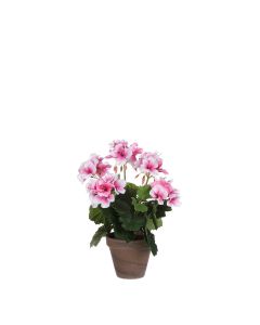 Pelargoium rosa 33 cm hög