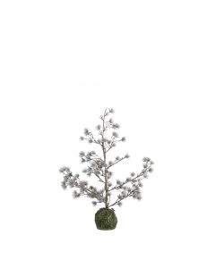 Lærketræ med let frost 60 cm højt