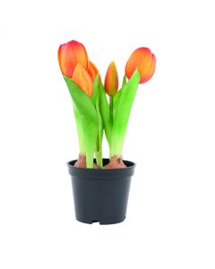  Tulpaner i blomkruka orange