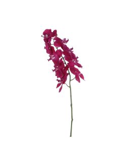 Phalaenopsis orkidéstilk lilla