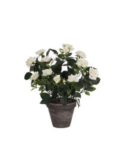 Rose vit 33 cm hög