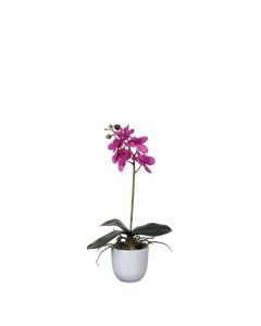 Phalaenopsis orkidé lila i vit kruka