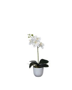 Phalaenopsis orkidé hvid i hvid potte