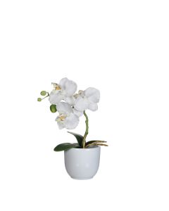 Phalaenopsis orkidé vit i vit kruka