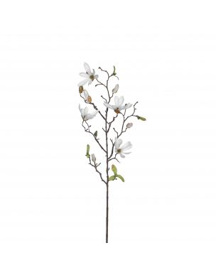 Hvid magnolia