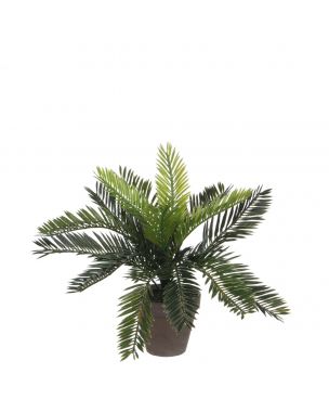 Cycas Japansk kottepalm 33 cm hög