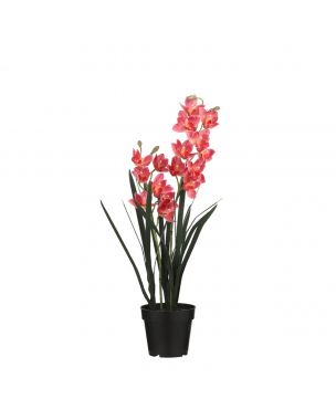 Cymbidium orkidé lyserød