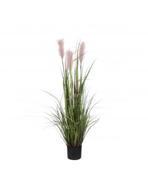 Plymgräs i kruka rosa 120 cm hög