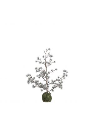 Lärkträd med lätt frost 60 cm högt