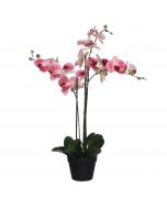 Phalaenopsis orkidé lyserød 