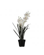 Cymbidium orkidé hvid
